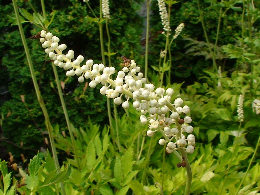 What is black cohosh extract used for?