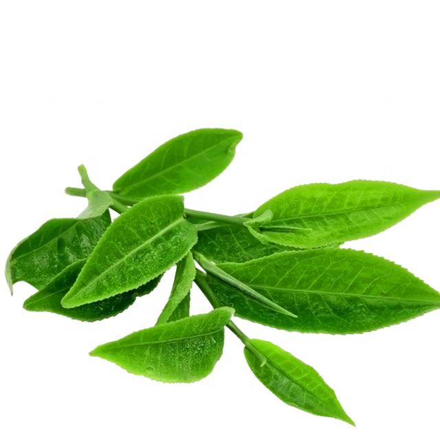 Green Tea Extract