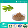 Green Tea Extract