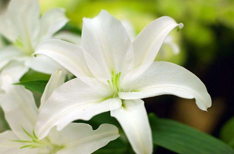 Lily extract skin care effect