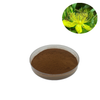 St John's Wort Extract